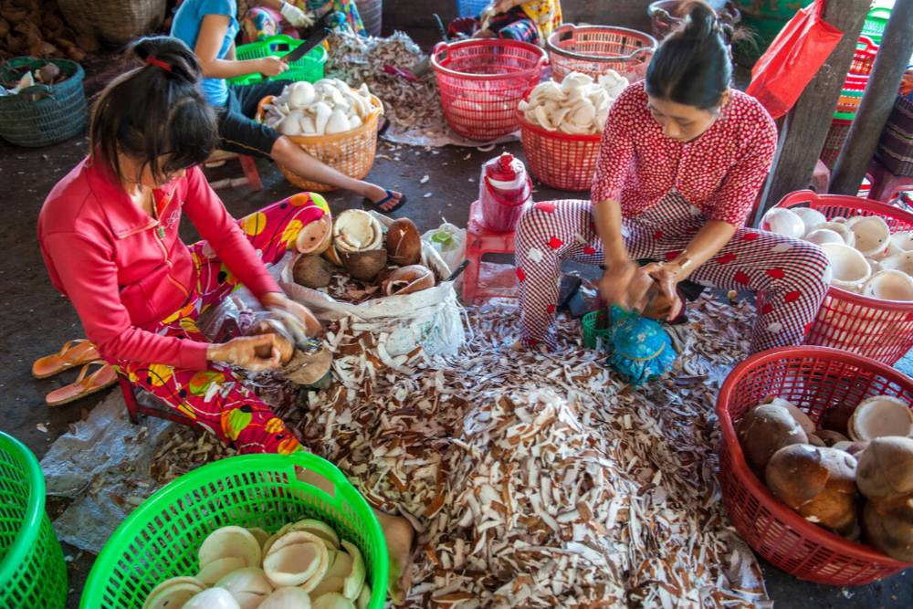 Le donne stanno sbucciando la polpa di cocco a Ben Tre Vietnam